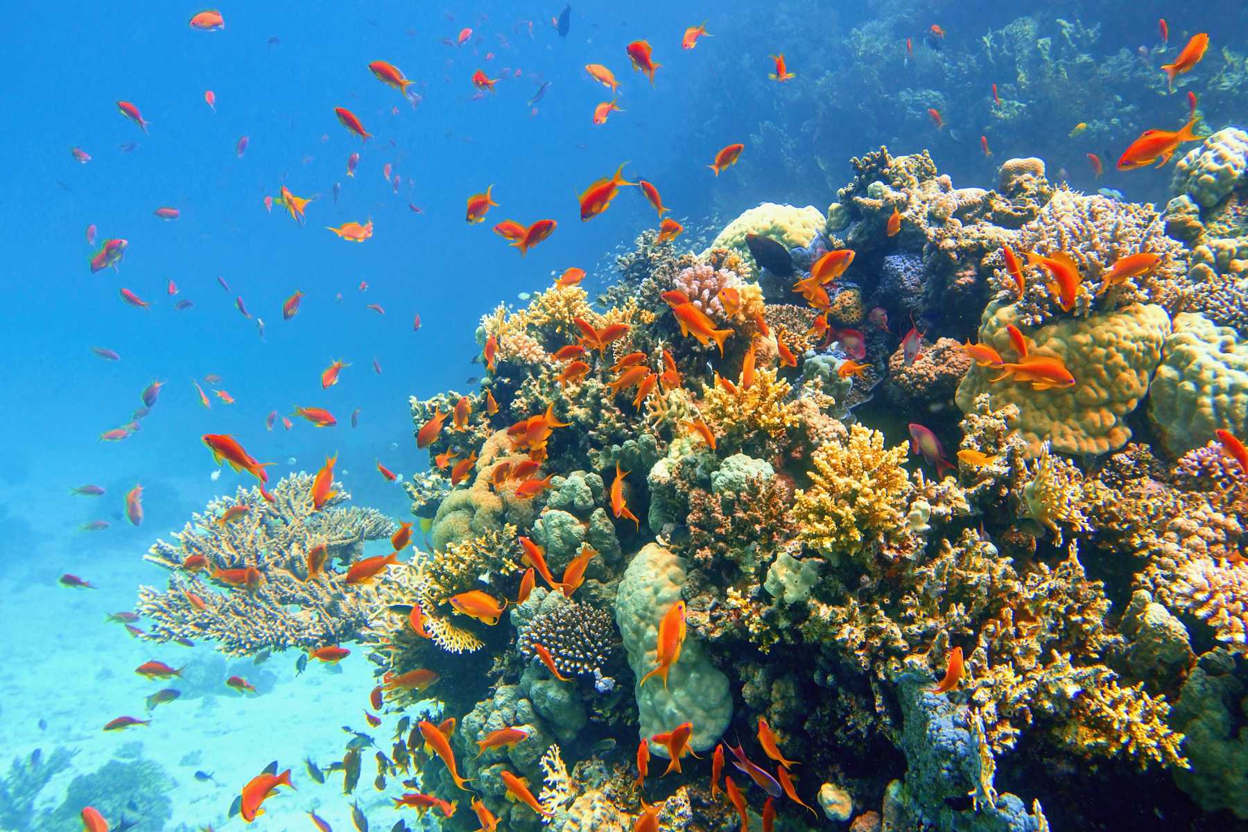 Schönste Unterwasserwelt von Thailand