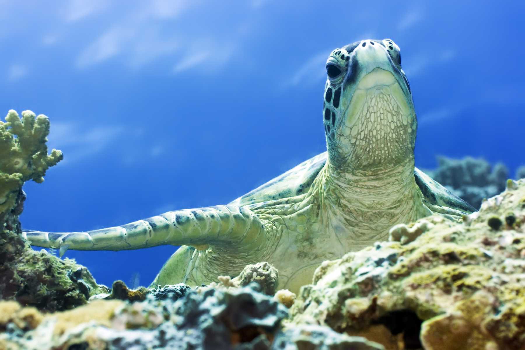 Unterwasserwelt der Seychellen