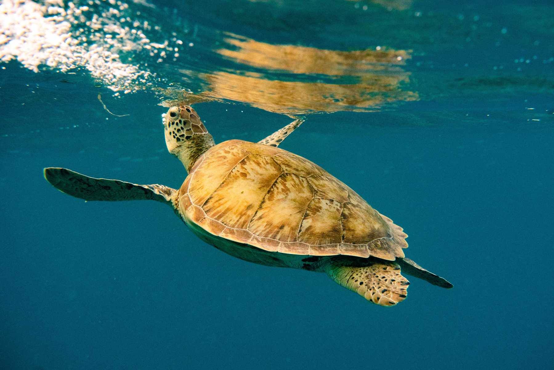 Schnorcheln mit Schildkröten in den Tobago Cays