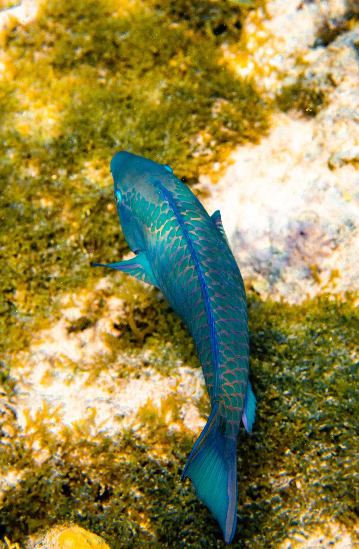 Schnorcheln beim Segeltörn