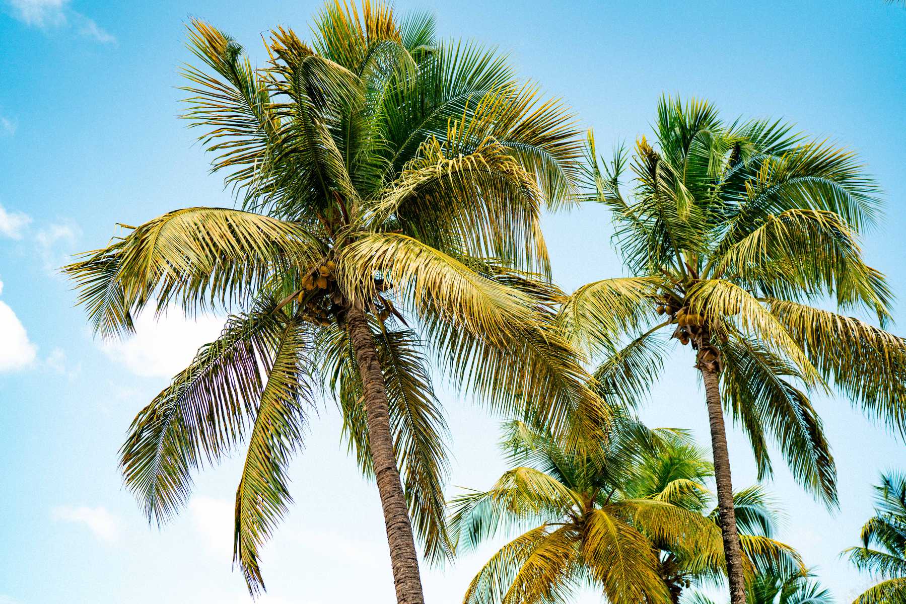 Palmen vor blauem Himmel