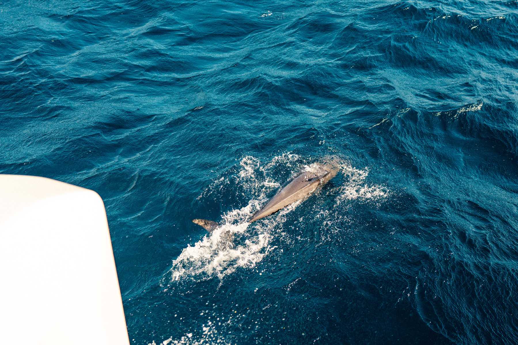 Segeltörn begleitet von Delphinen