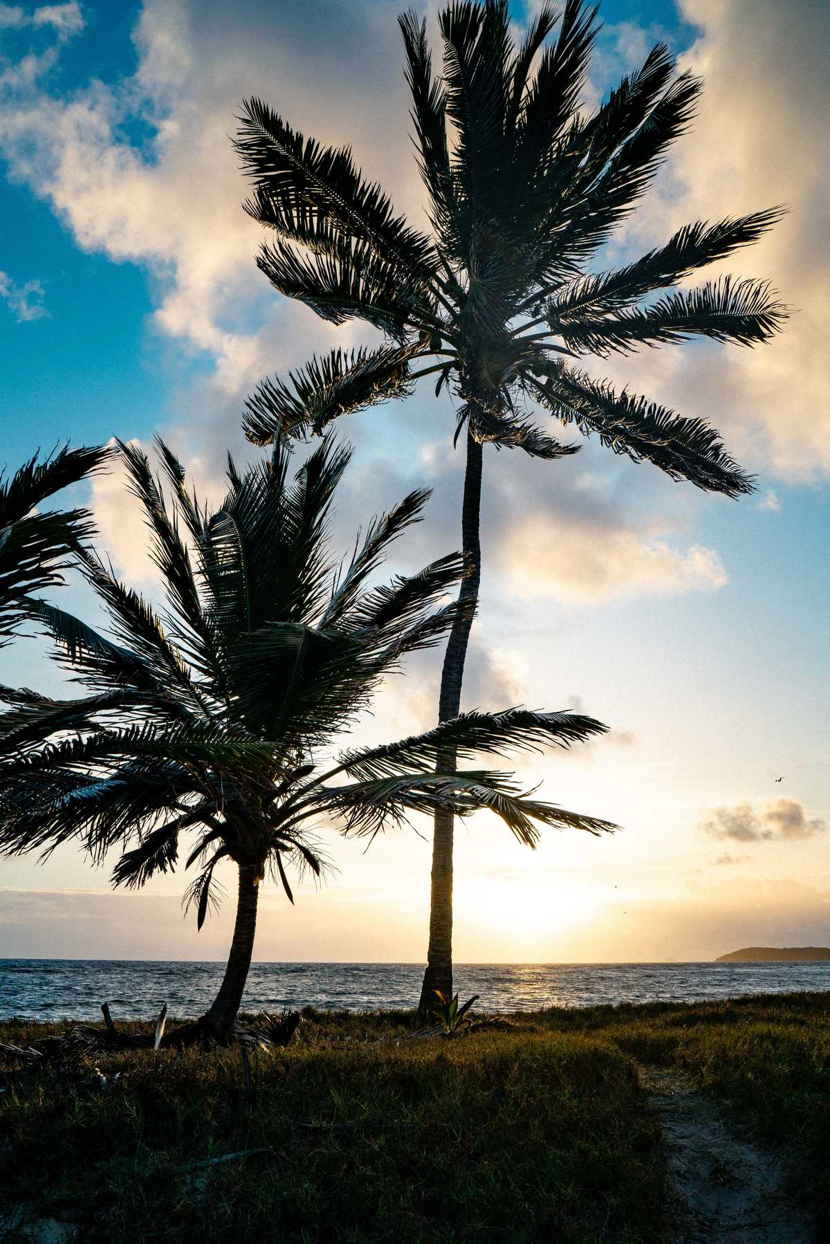 Palmen und blauer Himmel