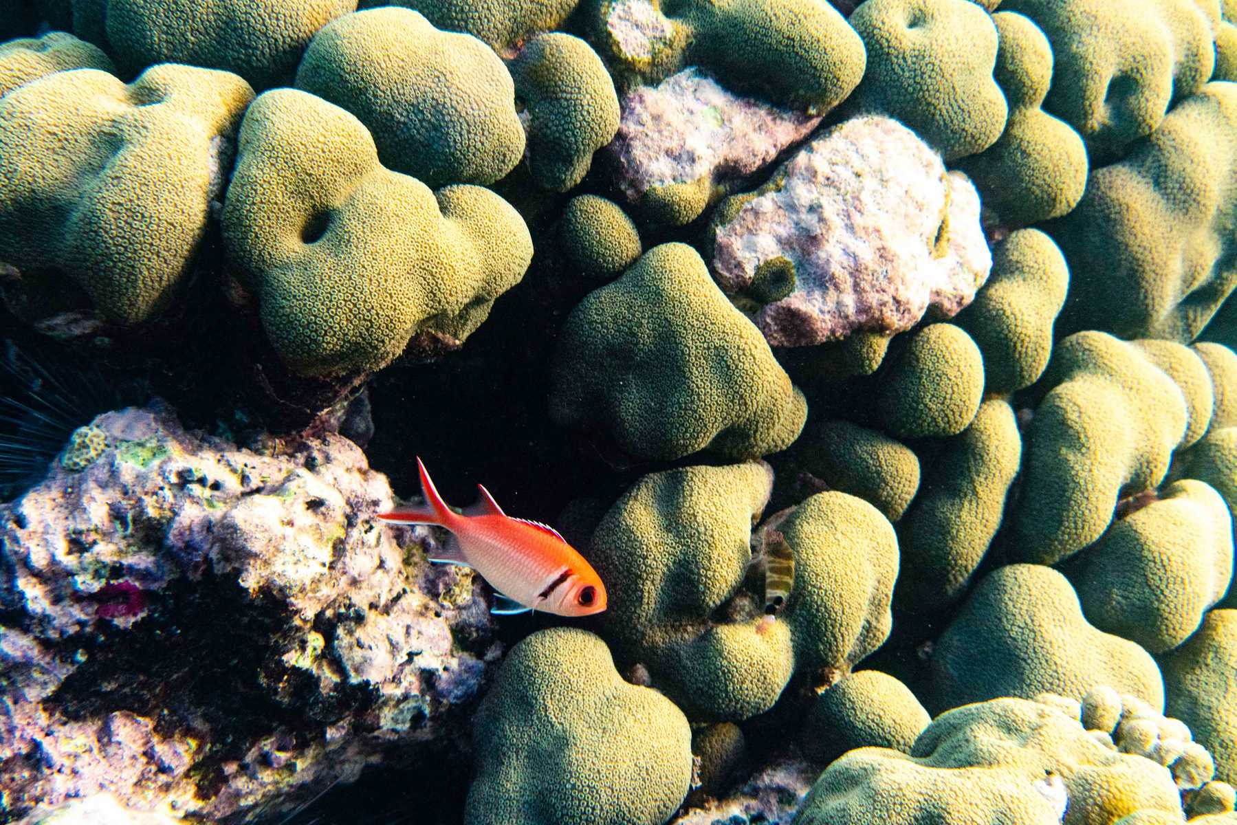 Farbenfrohe Unterwasserwelt
