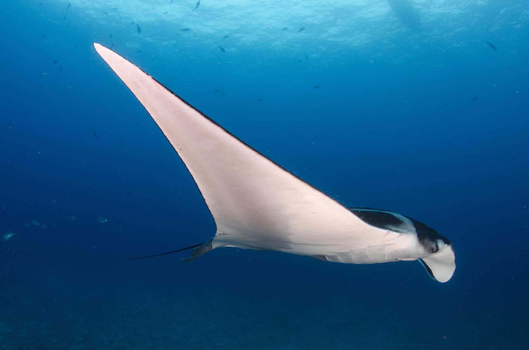 Schnorcheln mit Mantas auf den Malediven